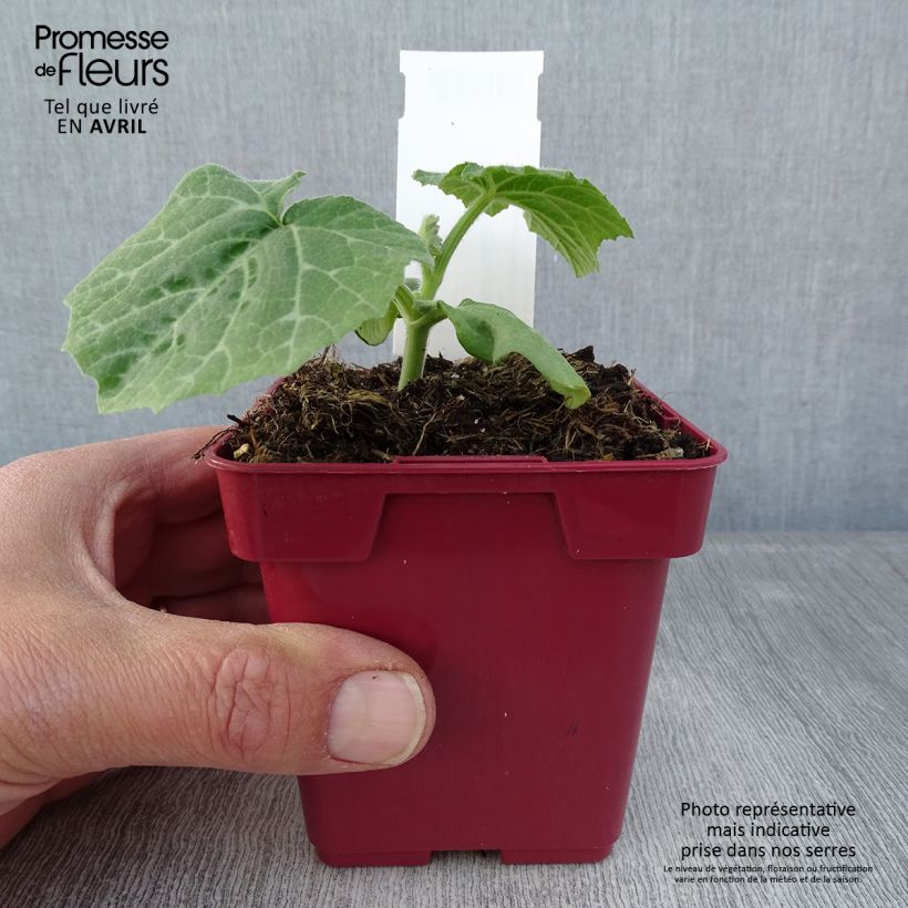 Zucca moscata di Provenza Vaso da Ø 10 cm/11 cm esemplare consegnato in primavera