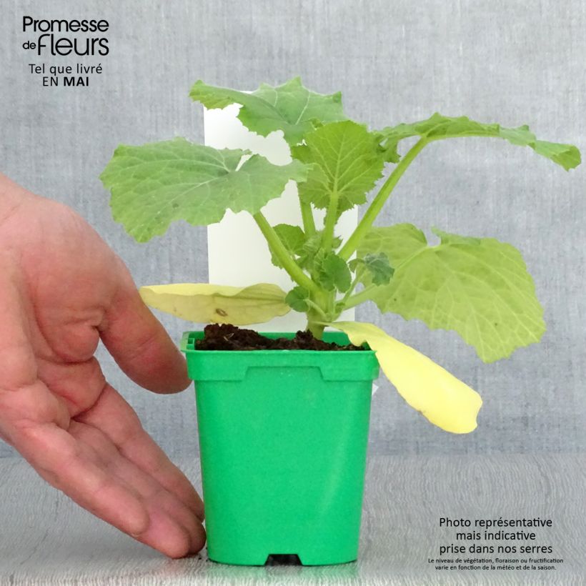 Zucchino Spaghetti (piante) Vaso da Ø 10 cm/11 cm esemplare consegnato in primavera