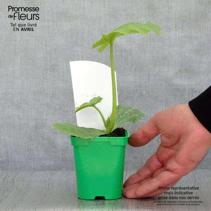 Zucchino Astia F1 (piante) Vaso da Ø 10 cm/11 cm esemplare consegnato in primavera