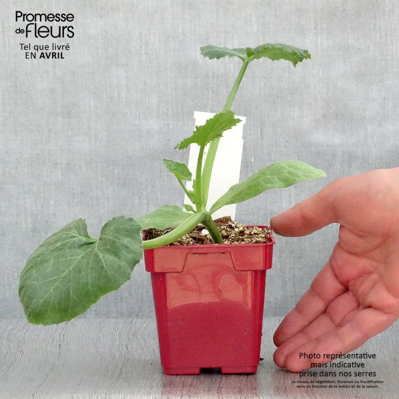 Zucchino Diamant F1 Vaso da Ø 10 cm/11 cm esemplare consegnato in primavera