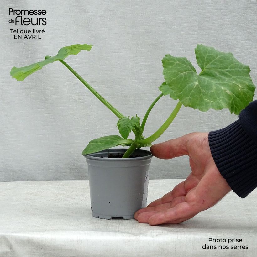 Zucchino Easy Pick Green F1 (piante) Vaso da Ø 10 cm/11 cm esemplare consegnato in primavera
