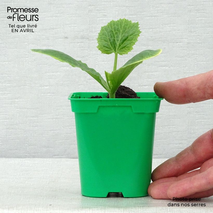 Zucchino Floridor F1 Vaso da Ø 10 cm/11 cm esemplare consegnato in primavera