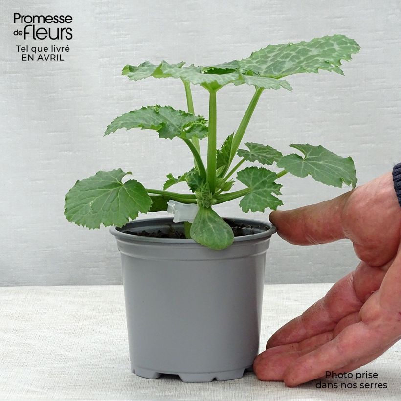 Zucchino Kimber F1 Vasetto da 8/9 cm esemplare consegnato in primavera