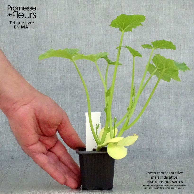 Zucchino Tarmino F1 Vasetto da 7/8 cm esemplare consegnato in primavera