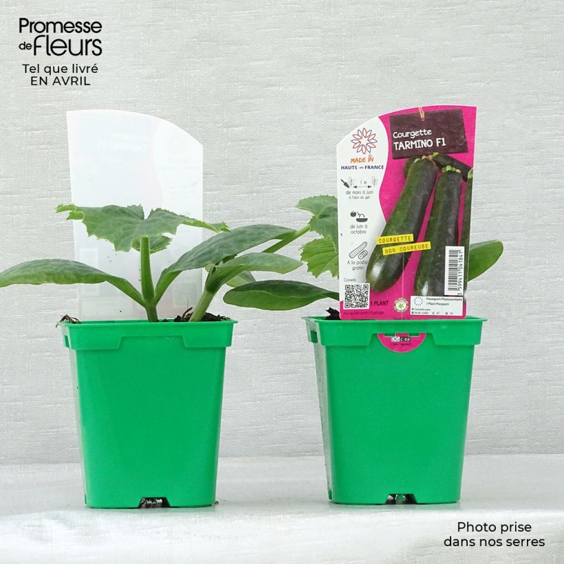 Zucchino Tarmino F1 Vaso da Ø 10 cm/11 cm esemplare consegnato in primavera