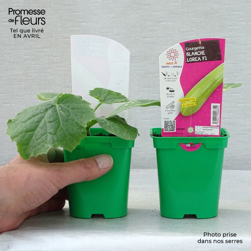 Zucchino Lorea F1 Vaso da Ø 10 cm/11 cm esemplare consegnato in primavera