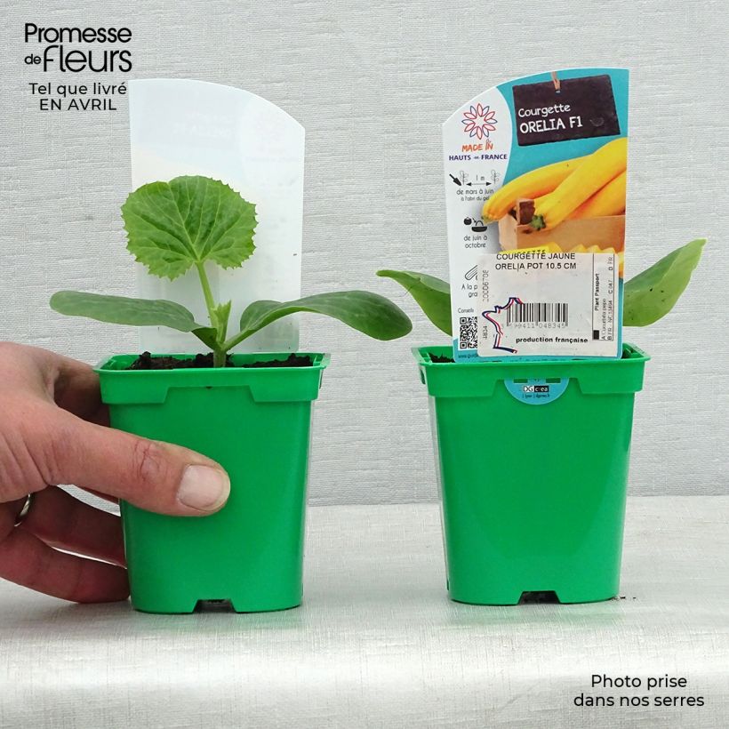 Zucchino Orelia F1 (piante) Vaso da Ø 10 cm/11 cm esemplare consegnato in primavera