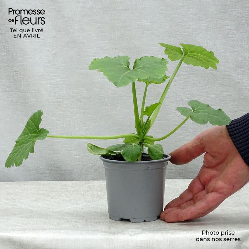 Zucchino Sebring F1 Vaso da Ø 10 cm/11 cm esemplare consegnato in primavera