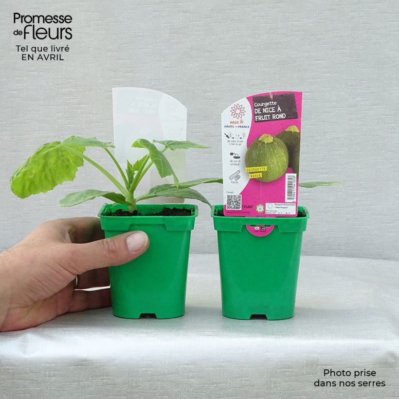 Zucchino tondo chiaro di Nizza (piante) Vaso da Ø 10 cm/11 cm esemplare consegnato in primavera