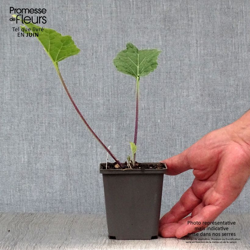 Esemplare di Crambe cordifolia Vasetto da 8/9 cm consegnato in estate