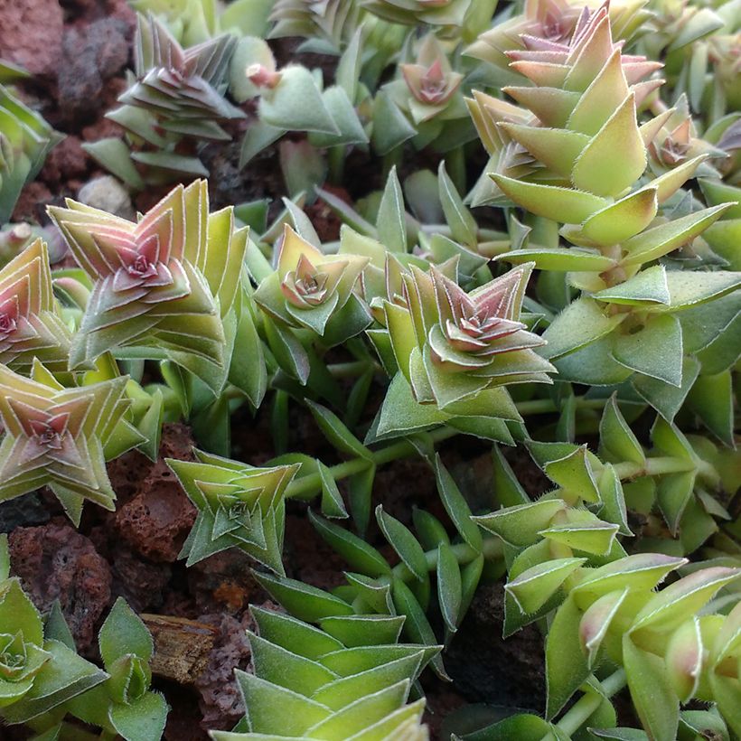 Crassula capitella (Fogliame)