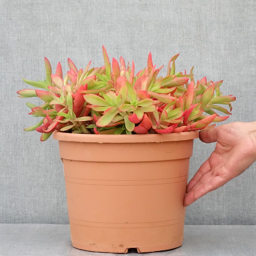 Crassula capitella - Pot de 7,5L/10L esemplare consegnato in primavera