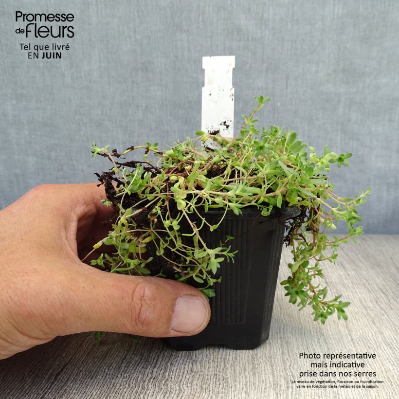 Esemplare di Crassula exilis subsp. sedifolia Vasetto da 8/9 cm consegnato in estate
