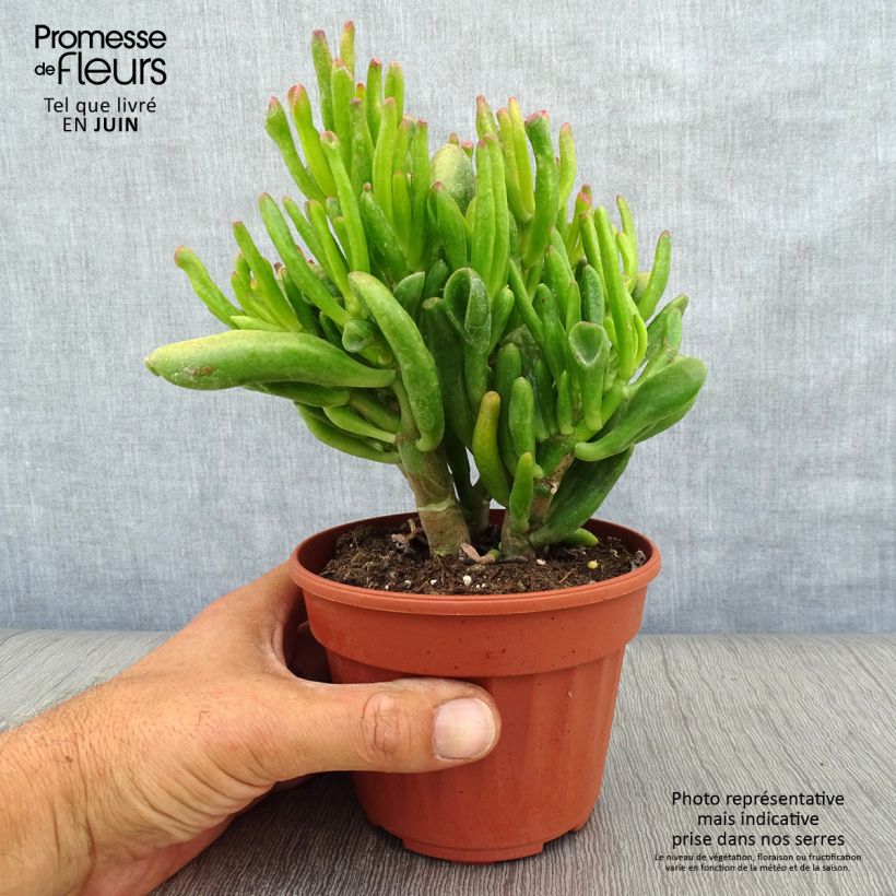Esemplare di Crassula ovata Hobbit Vaso da Ø 12 cm / 13 cm consegnato in estate