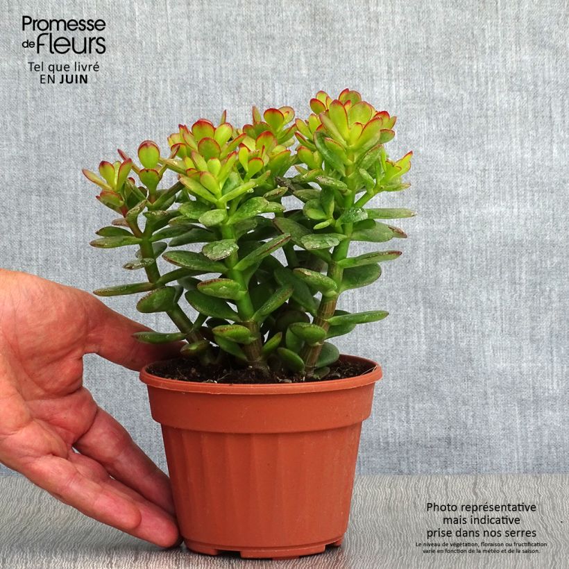 Esemplare di Crassula ovata Minor Vaso da Ø 12 cm / 13 cm consegnato in estate
