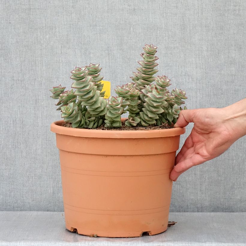 Crassula perforata - Pot de 7,5L/10L esemplare consegnato in primavera
