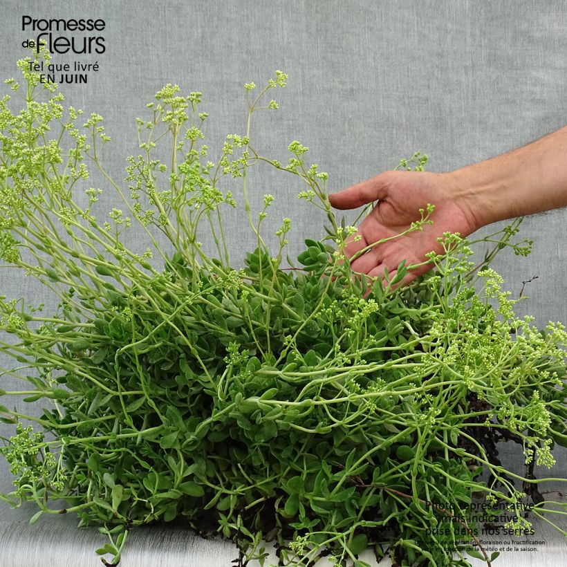 Esemplare di Crassula pubescens subsp. radicans Small Red Vaso da 2L/3L consegnato in estate