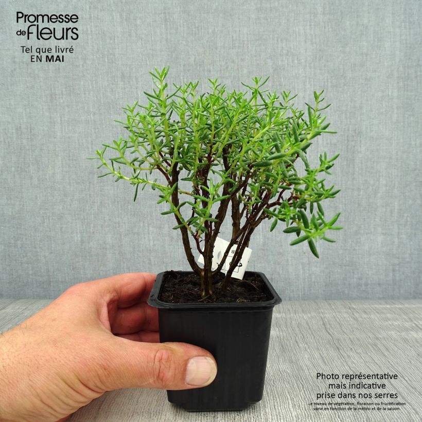Crassula sarcocaulis Vasetto da 8/9 cm esemplare consegnato in primavera
