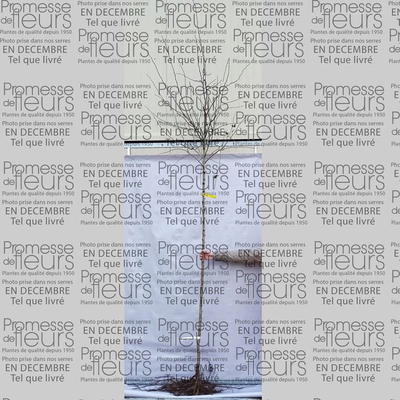 Esempio di esemplare Crataegus laevigata Paul's Scarlet Piante grandi a radice nuda come consegnato