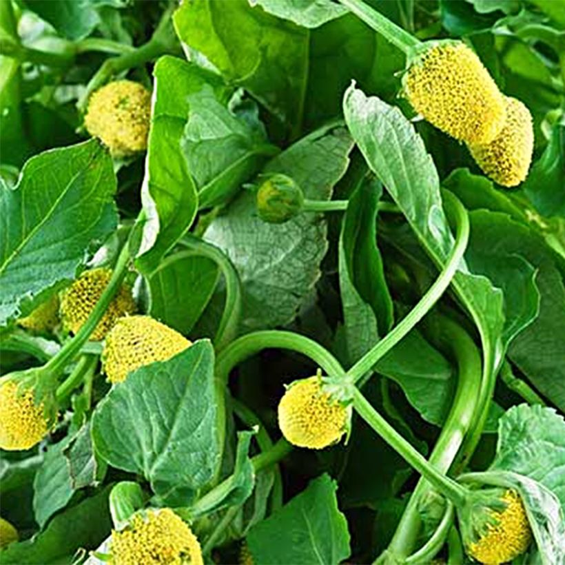 Crescione del Brasile (Raccolta)