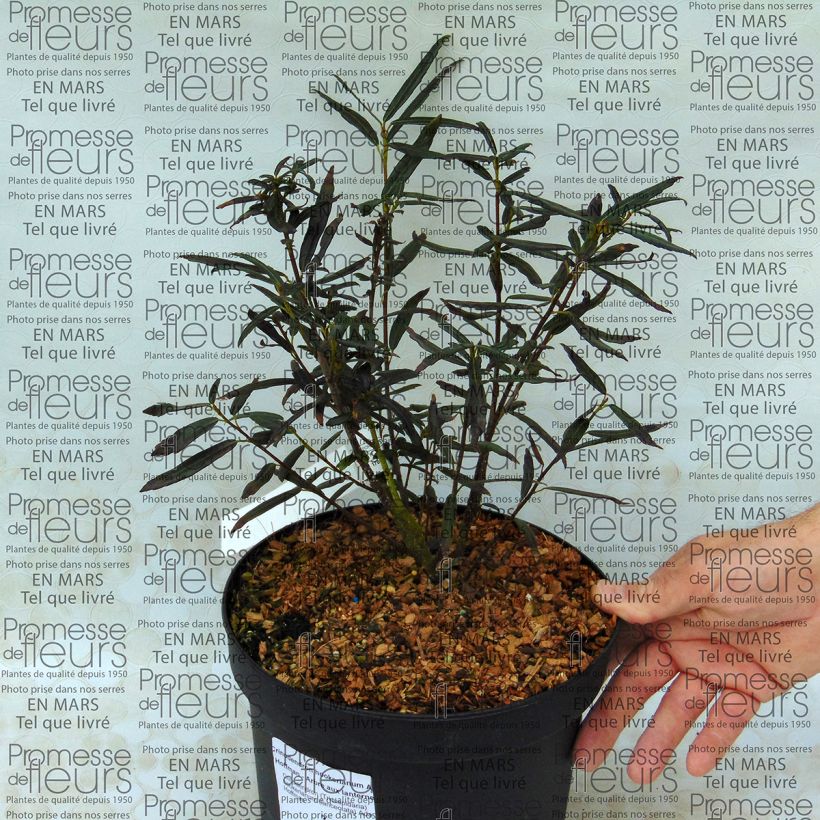 Esempio di esemplare Crinodendron hookerianum Ada Hoffman Vaso da 4L/5L come consegnato