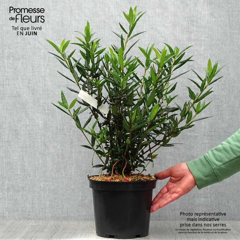 Esemplare di Crinodendron hookerianum Vaso da 4L/5L consegnato in estate