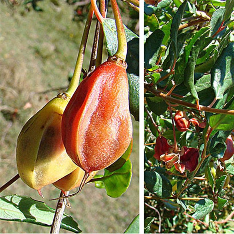 Crinodendron patagua (Raccolta)