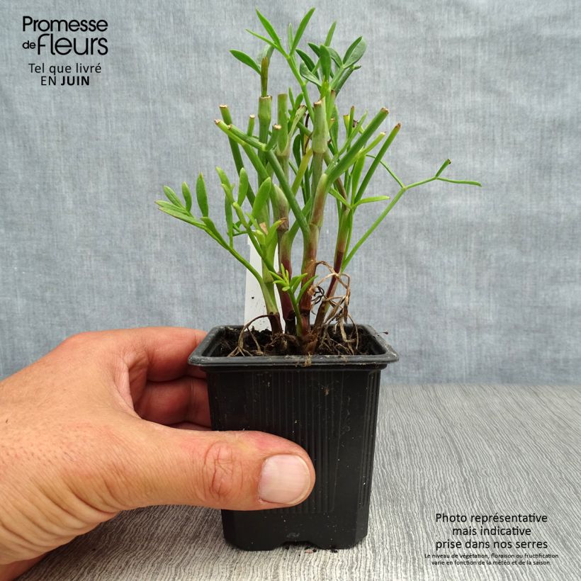 Esemplare di Crithmum maritimum - Finocchio marino Vasetto da 8/9 cm consegnato in estate