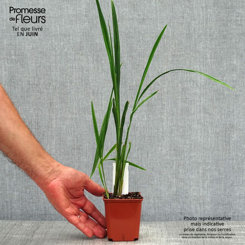 Esemplare di Crocosmia Hellfire Vasetto da 8/9 cm consegnato in estate
