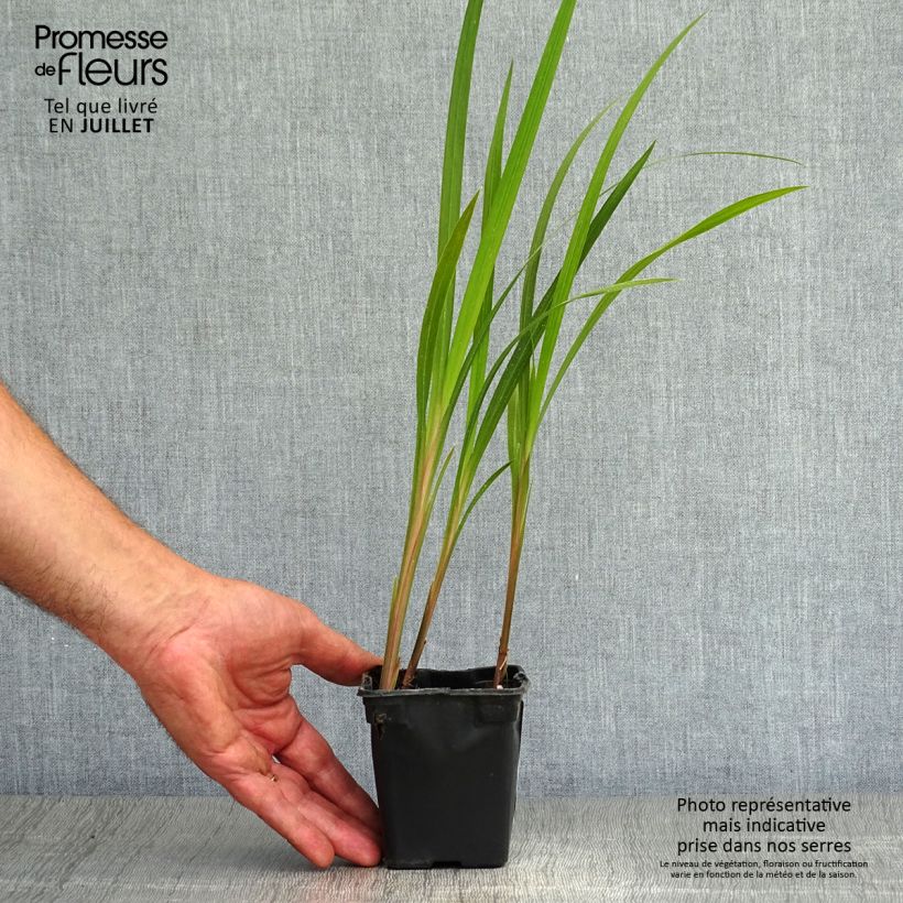 Esemplare di Crocosmia crocosmiiflora Mistral Vasetto da 7/8 cm consegnato in estate