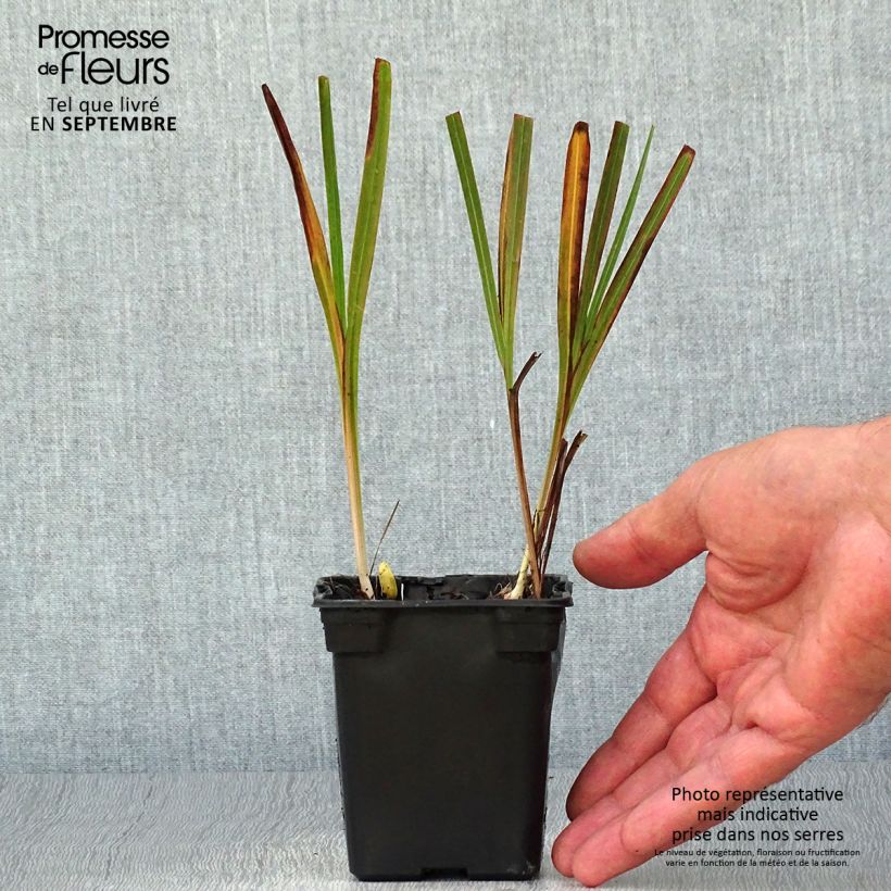 Esemplare di Crocosmia crocosmiflora Emily McKenzie Vasetto da 7/8 cm come consegnato in autunno