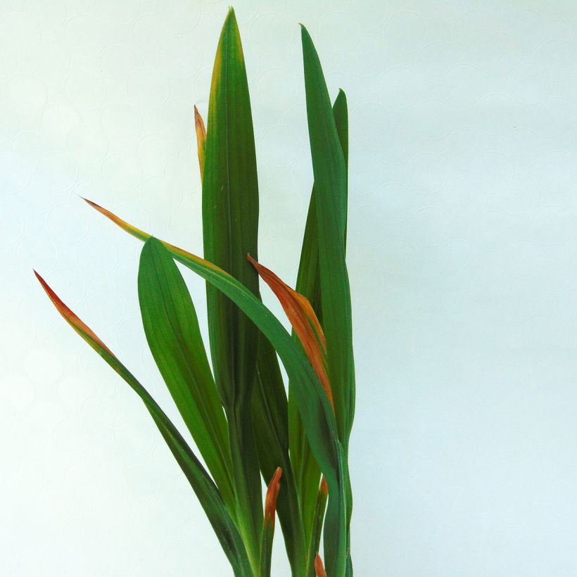 Crocosmia Saracen (Fogliame)
