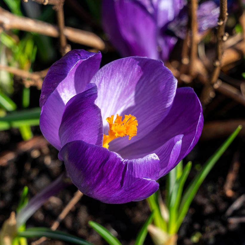 Crocus Flower Record - Croco (Fioritura)