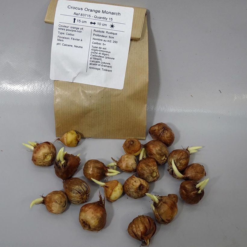 Esempio di esemplare Crocus olivieri subsp. balansae Orange Monarch Bulbo taglia 5+ come consegnato