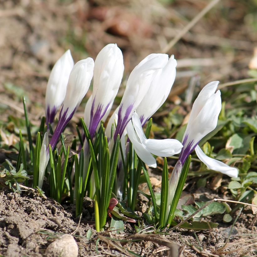 Crocus vernus Silver Coral - Croco (Porto)