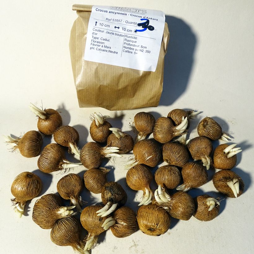 Esempio di esemplare Crocus ancyrensis Bulbo taglia 5+ come consegnato