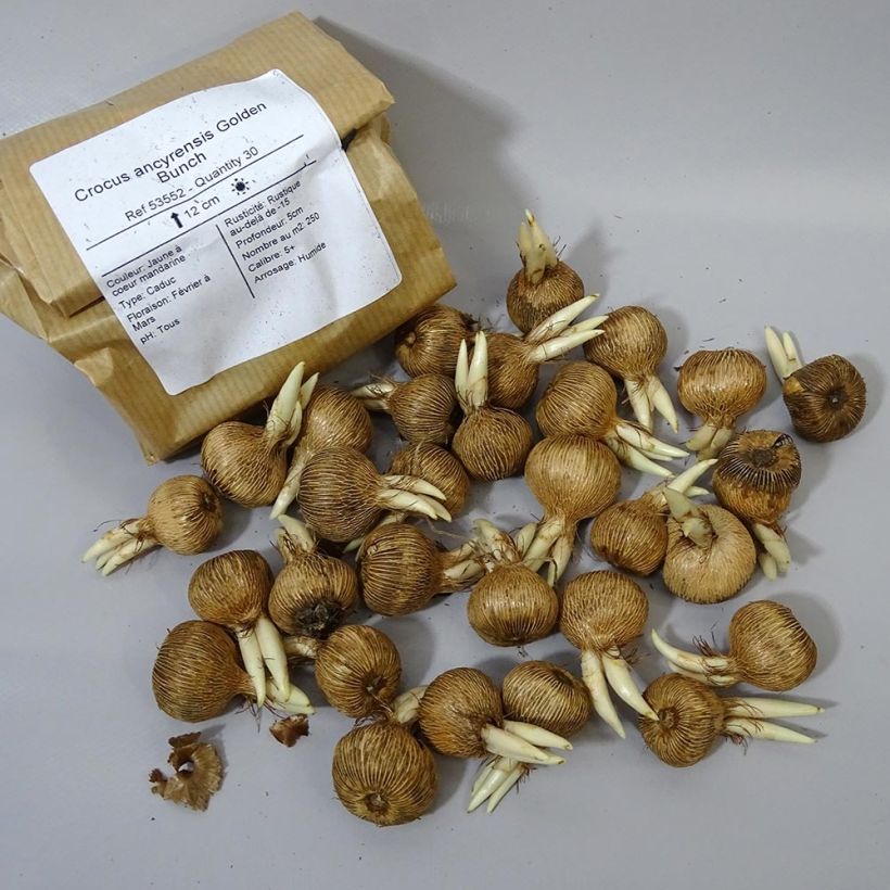 Esempio di esemplare Crocus ancyrensis Golden Bunch Bulbo taglia 5+ come consegnato