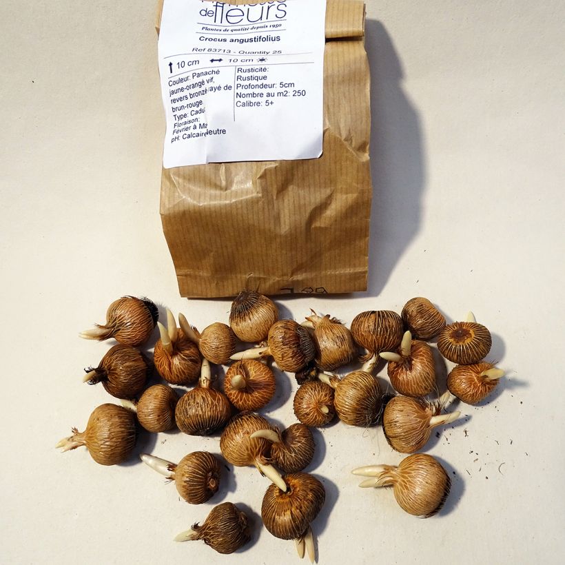 Esempio di esemplare Crocus angustifolius Bulbo taglia 5+ come consegnato