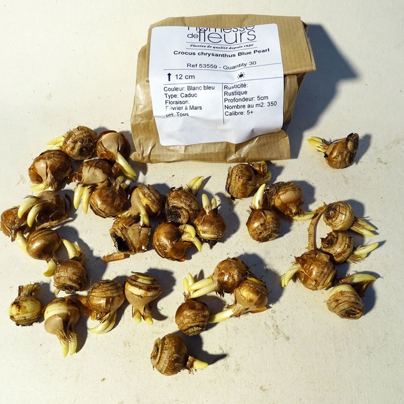 Esempio di esemplare Crocus chrysanthus Blue Pearl Bulbo taglia 5+ come consegnato