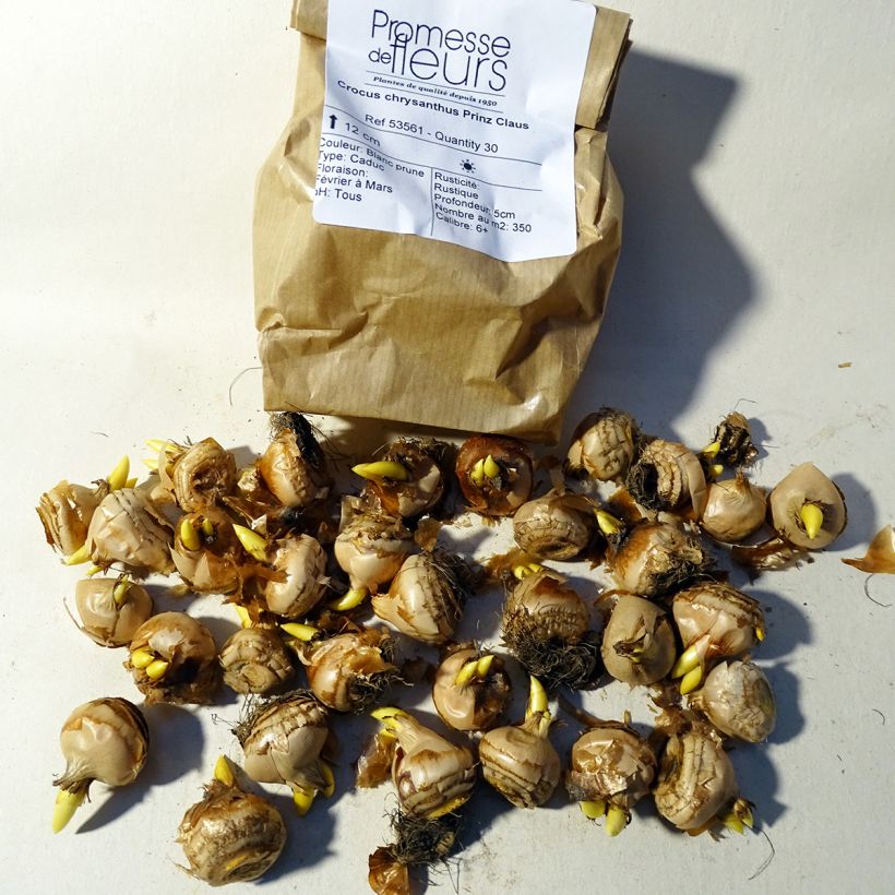 Esempio di esemplare Crocus Prins Claus - Croco Bulbo taglia 5+ come consegnato