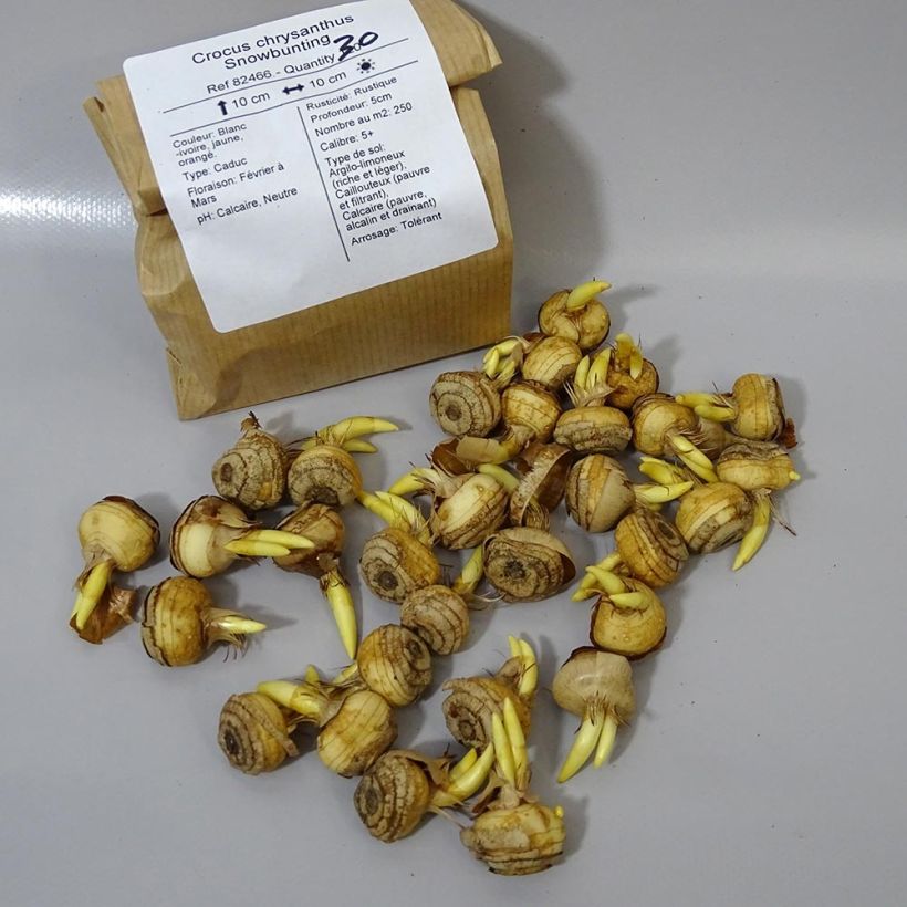Esempio di esemplare Crocus chrysanthus Snowbunting Bulbo taglia 5+ come consegnato