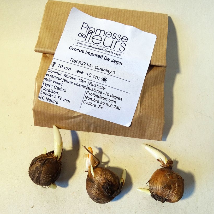 Esempio di esemplare Crocus imperati De Jager - Zafferano d'Imperato Bulbo taglia 5+ come consegnato