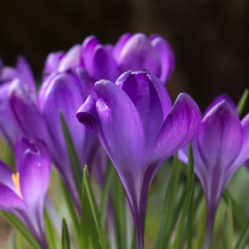 Crocus tommasinianus Blue Ocean (Fioritura)
