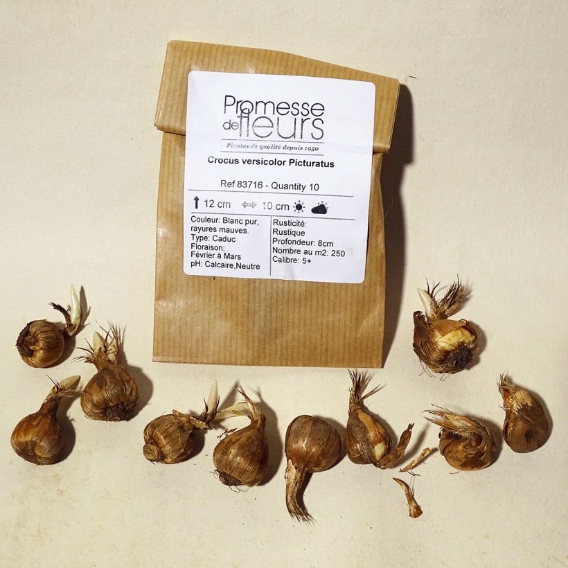 Esempio di esemplare Crocus versicolor Picturatus Bulbo taglia 5+ come consegnato