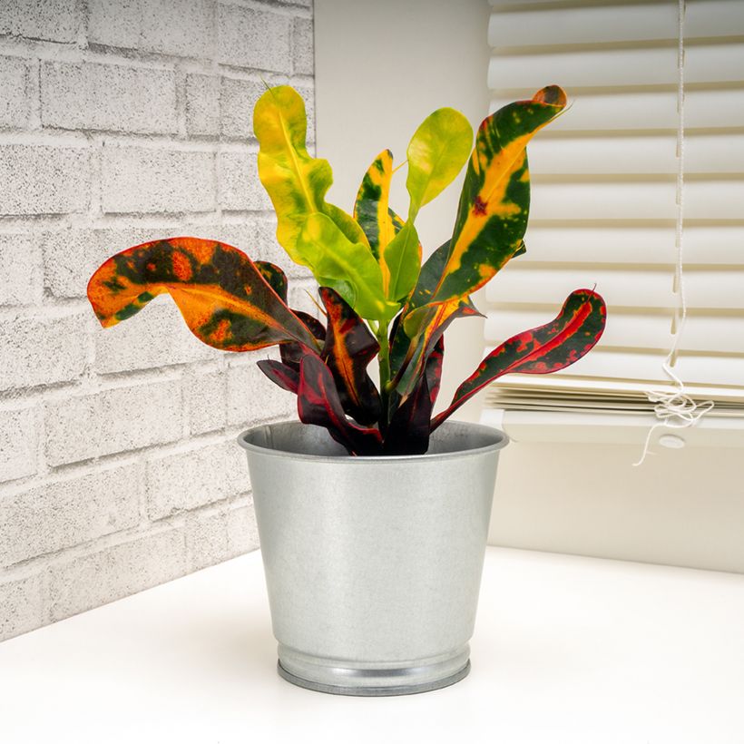 Codiaeum Mammie - Croton (Porto)