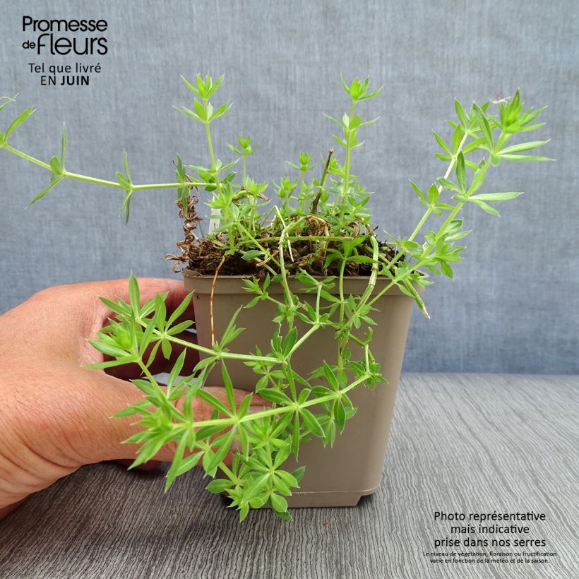 Esemplare di Phuopsis stylosa Vasetto da 8/9 cm consegnato in estate