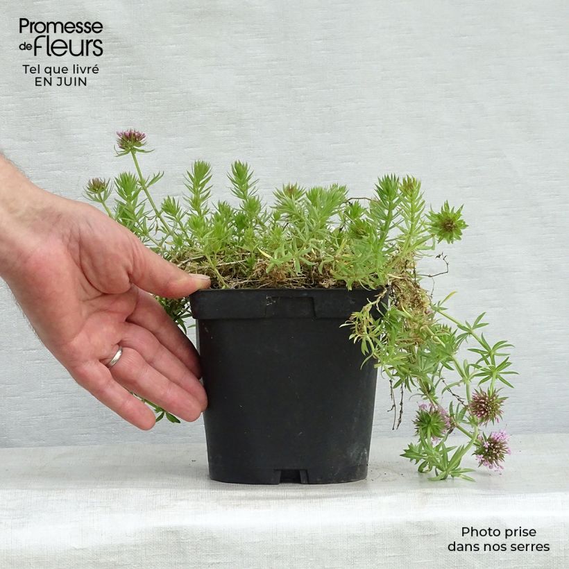 Esemplare di Phuopsis stylosa Vaso da 2L/3L consegnato in estate