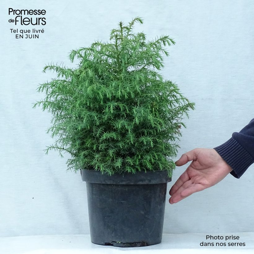Esemplare di Cryptomeria japonica Elegans Viridis - Cedro del Giappone Vaso da 7,5L/10L consegnato in estate
