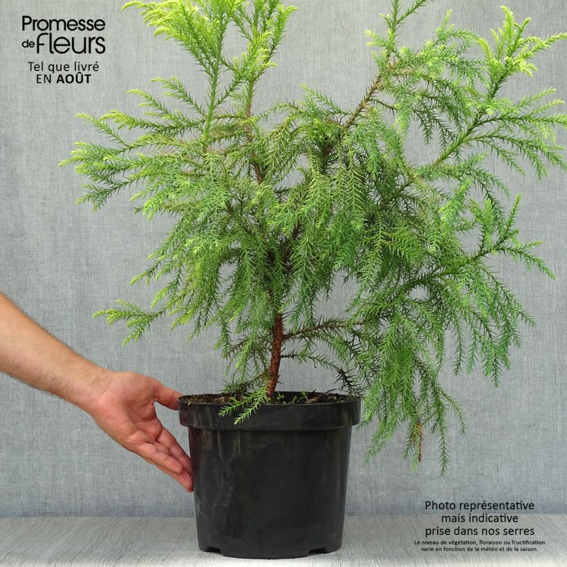 Esemplare di Cryptomeria japonica Sekkan Sugi - Cedro del Giappone Vaso da 7,5L/10L consegnato in estate