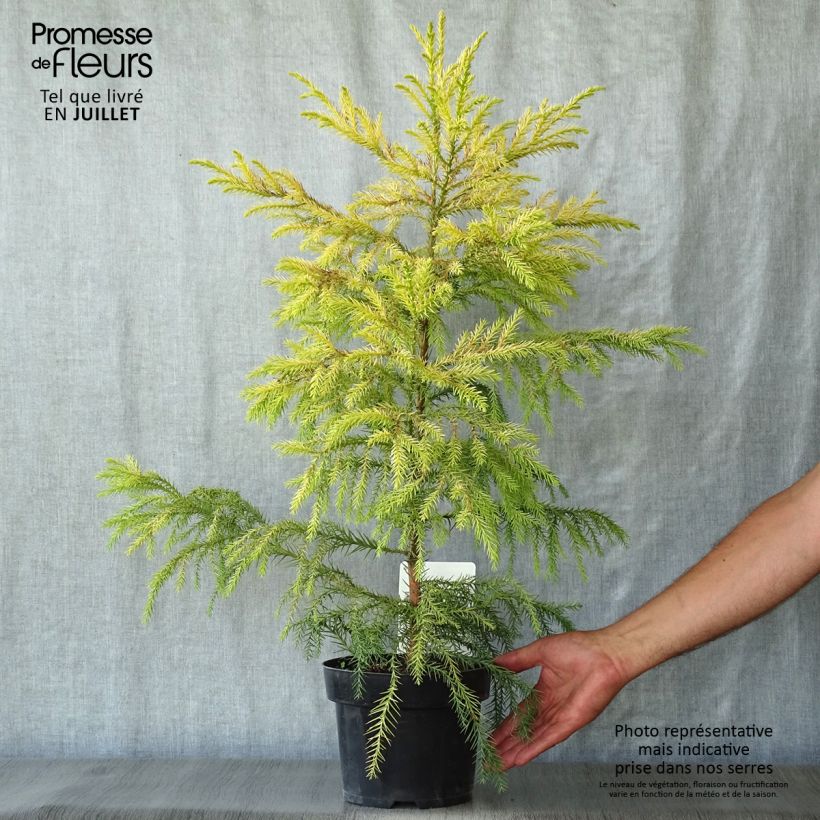 Esemplare di Cryptomeria japonica Sekkan Sugi - Cedro del Giappone Vaso da 2L/3L consegnato in estate